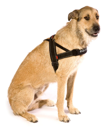 Over-the-Head Dog Harnesses - Let Us Fit Your Dog Properly In The Store