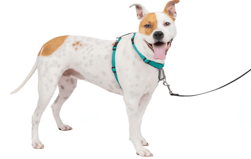 Great Selection of Control Dog Harnesses - Let Us Fit Your Dog Properly In The Store