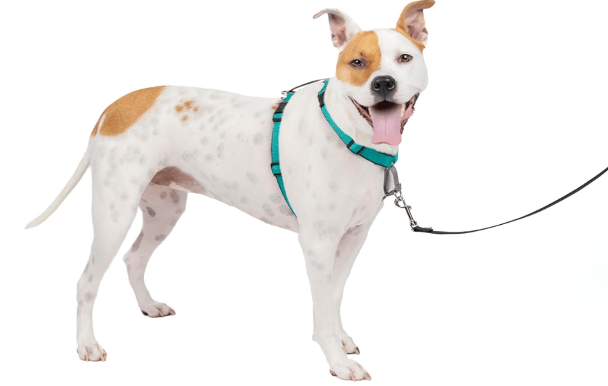 Great Selection of Control Dog Harnesses - Let Us Fit Your Dog Properly In The Store